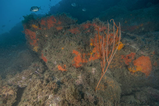 –20m. Varias mojarras (Diplodus vulgaris) nadan cerca de un ejemplar, en muy buen estado, de Ellisella paraplexauroides, en cuya parte superior se observa, en posición horizontal, un hilo de pesca.