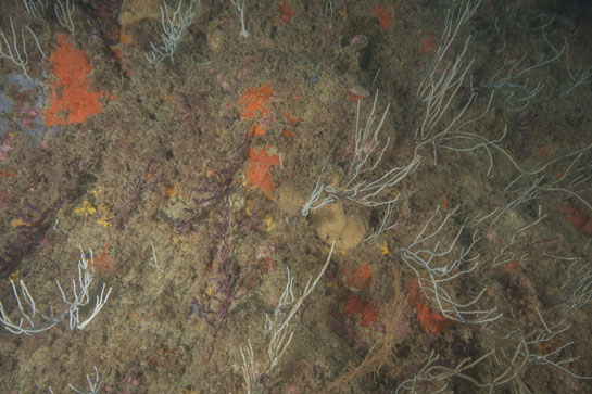 –21m. En esta imagen se obervan tres especies de gorgonias: Eunicella singularis (Paramuricea clavata) y (Leptogorgia sarmentosa). En cuanto a los poríferos, hay varios ejemplares de la esponja amarilla Axinelladamicornis cubiertas parcialmente por pólipos de (Parazoanthus axinellae).