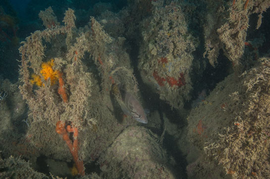 –21m. En la imagen, junto a varios ejemplares muertos de Ellisella paraplexauroides, un juvenil de mero lobo Epinephelus canicus, característico por las tres bandas oscuras que tienen a cada lado de la cabeza.