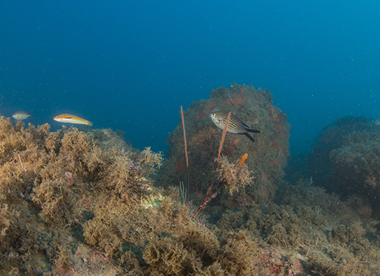 –21m. Una castañuela nada sobre dos ejemplares de pequeño porte de Elisella paraplexauroides, uno de ellos parcialmente cubierto de epibiontes. En la parte izquierda un macho terminal de julia o doncella Coris julis.