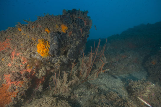 –22m. Hilos de pesca, justo por detrás de un ejemplar de Ellisella paraplexauroides medianamente epifitada. En esta zona los pescadores del cercano pueblo de Cabo de Agua, suelen calar diferentes artes de pesca, entre ellos los
palangres.