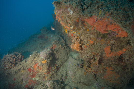 –23m. En la parte izquierda y derecha, dos colonias parcialmente epifitadas del briozoo de color naranja (Pentapora fascialis) y en la parte central una de "encaje de venus" (Reteporellagrimaldi).