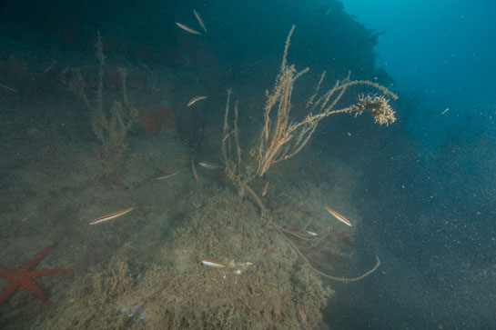 –21m. Una cabrilla (Serranus cabrilla) y varias julias (Coris julis) nadan sobre varios ejemplares de Ellisella paraplexauorides y de una estrella de mar (Echinaster sepositus).