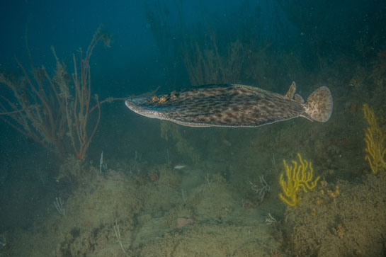 –27m. Sobrevolando unas gorgonias de la especie Paramuriceaclavata nada una tembladera (Torpedo marmorata).