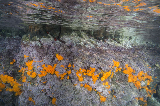 0m. El tomate de mar, Actinia equina, es una anémona típica del mediolitoral. En la fotografía se pueden ver varios ejemplares, justo en el  límite superior del cinturón del alga rojaCorallina elongata.