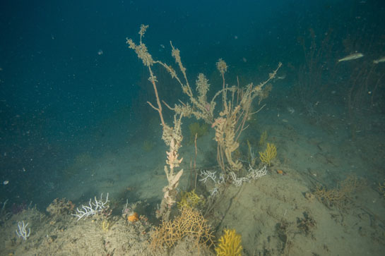 –31 m. En este caso los ejemplares de Ellisella paraplexauroides se encuentran epifitados por la esponja (Hemimycale columella).