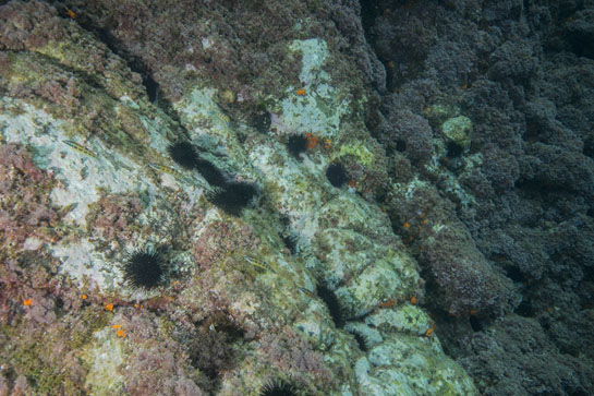 –3m. El ramoneo de los erizos sobre las algas deja grandes zonas blanquecinas en el fondo rocoso.