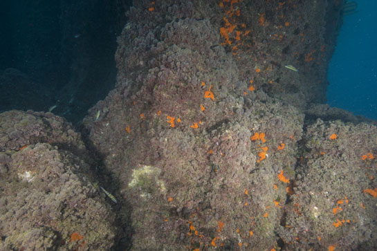 –3m. Varios fredis (Thalassoma pavo) nadan cerca de la pared.