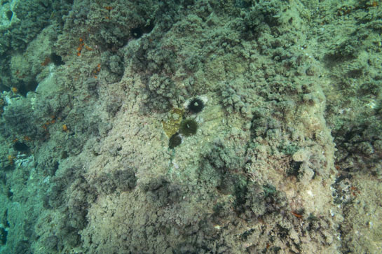 –5 m. Varios erizos comunes (Paracentrotus lividus) flanquean una pequeña colonia del madreporario Oculina patagónica.