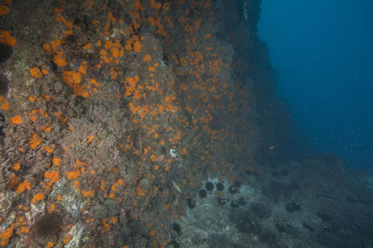 –5m. La verticalidad de la pared junto con el aumento de la profundidad, favorecen la presencia de un gran número de colonias de Astroides calycularis.