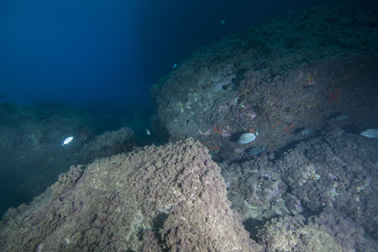 –6m. La pared vertical da lugar a un fondo con grandes bloques cubiertos principalmente por el alga parda Halopteris scoparia. En la imagen se pueden ver varios peces pertenecientes a la familia Sparidae: sargo común (Diplodus sargus,), sargo picudo (Diplodus puntazzo) y una oblada (Oblada melanura).