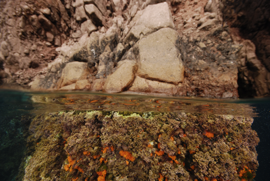 0m. Lo abrupto del tajo limita la llegada de la luz, por lo que pequeñas  colonias del coral naranja Astroides calycularis se desarrollan muy cerca de la superficie.