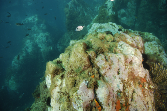 -5m. En el centro de la fotografía podemos ver una mojarra (Diplodus vulgaris) y a la izquierda un grupo de castañuelas (Chromis chromis).