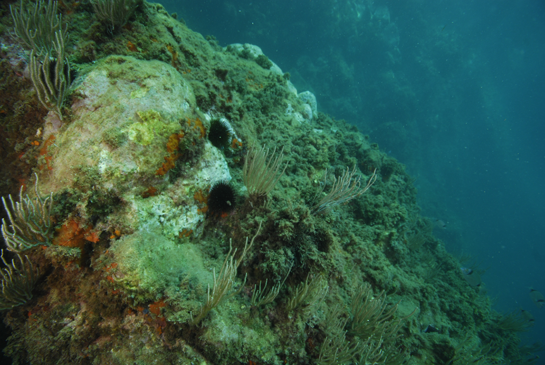 -7m. Los erizos, principalmente el erizo negro (Arbacia lixula) y el erizo común (Paracentrotus lividus), dejan grandes zonas de color blanquecino-rosado, en donde sólo se desarrollan algas coralinas incrustantes. En las superficies verticales se observan manchas naranjas, que corresponden a colonias de coral naranja Astroides calycularis, y esponjas rojas (posiblemente Cambre cambre, Hymeniacidon perlevis).