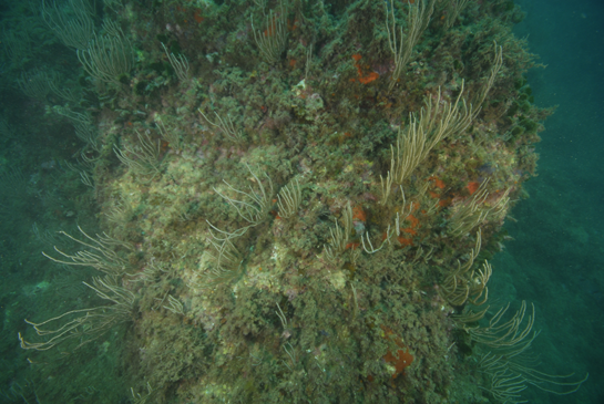 -10m. Las gorgonias se alimentan de la materia orgánica que hay en suspensión en la columna de agua. Al disponerse los brazos en un plano se incrementa la captura de alimento.