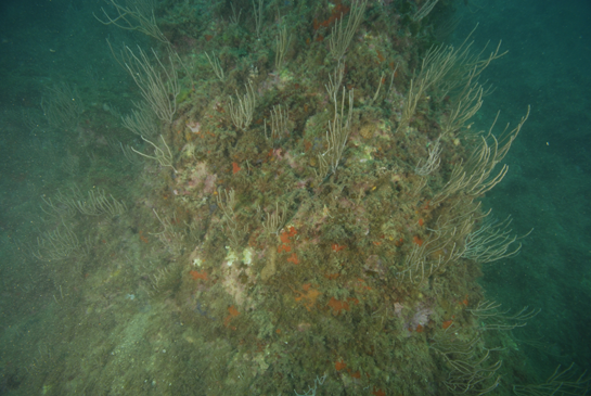 -11m. La gorgonia Eunicella singularis pertenece al grupo de los octocoralarios, ya que sus pólipos poseen ocho brazos pinnados.