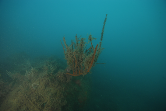 -19m. A esta profundidad se avista la primera colonia Ellisella paraplexauroides del transecto. Como podemos ver, en la fotografía, se encuentra cubierta de algas y otros organismos.