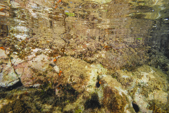 0m. En esta zona de fuerte hidrodinamismo se da la denominada Comunidad de Algas Fotófilas de Modo Batido, en donde predominan las algas Corallina elongata, Jania rubens y Haliptilon virgatum. Las manchas naranjas corresponden a pequeñas colonias del coral naranja Astroides calycularis.