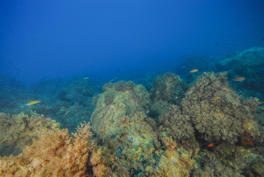 -6m. En este sector del transecto se desarrolla una saludable Comunidad de Algas Fotófilas de Modo Calmo.  En la parte izquierda nada un ejemplar de pez verde o fredi Thalassoma pavo y a la derecha varias castañuelas Chromis chromis. El pez rojo de la parte inferior derecha es un salmonete real o reyezuelo Apogon imberbis.