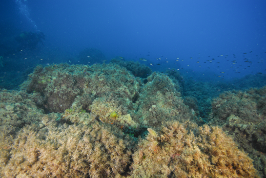 -7m. En la parte central de la imagen se observan algunos ejemplares del alga invasora Asparagopsis sp.