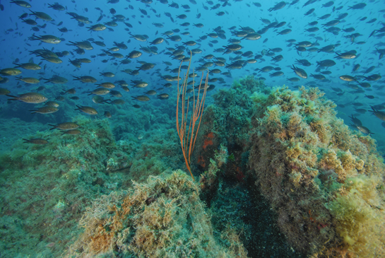 -16m. A esta profundidad, bajo una nube de castañuelas Chromis chromis, aparece la primera colonia de la gorgonia gigante Ellisella paraplexauroides.