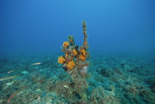 -20m. Este ejemplar muerto de Ellisella paraplexauroides sirve de soporte, entre otros organismos, a algas de la especie Codium bursa, colonias de coral naranja Astroides calycularis y ascidias del género Clavelina. Alrededor nadan varios ejemplares de julia Coris julis.