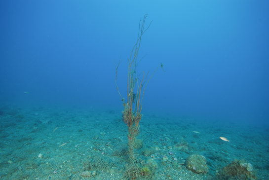 -21m. Los bloques de piedra cada vez son más pequeños, por lo que se dificulta el asentamiento de algas e invertebrados de gran tamaño. Como excepción alguna Ellisella paraplexauroides “brota” del fondo.