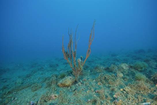 -22m. Los bloques de piedra cada vez son más pequeños, por lo que se dificulta el asentamiento de algas e invertebrados de gran tamaño. Como excepción alguna Ellisella paraplexauroides “brota” del fondo.