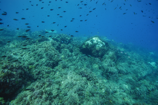 -6m. Las manchas blanquecinas corresponden a zonas en donde el ramoneo de los erizos, principalmente el erizo negro (Arbacia lixula) y el erizo común (Paracentrotus lividus), limita el crecimiento de las algas al de especies coralinas incrustantes, dando lugar a la denominada Comunidad de Algas Calcáreas  y Erizos.