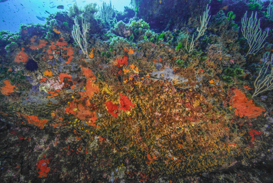 -12m. En la fotografía, tomada a -12 m de profundidad, se aprecia como el monótono paisaje pardo-verdoso es sustituido por una explosión de colores. El extraplomo que crea esta gran piedra limita la llegada de la luz y permite la presencia de algas rojas del género Peyssonnelia, diferentes especies de esponjas: Cambre cambre, Oscarella lobularis, Phorbas tenacior; cnidarios: Astroides calycularis, Leptopsammia pruvoti, Parazoanthus axinellae, etc.