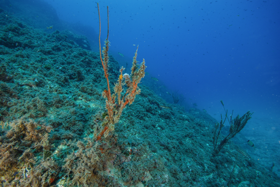 -18m. En el piso circalitoral la disminución de la luz, con el aumento de la profundidad, reduce el crecimiento algal y permite el desarrollo de diferentes especies de invertebrados, como la gran gorgonia Ellisella paraplexauroides.