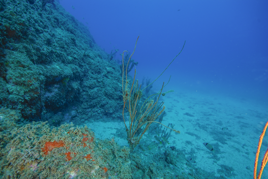 -21m. Salmonetes de roca Mullus surmuletus y mojarras Diplodus vulgaris nadan alrededor de una gorgonia gigante Ellisella paraplexauroides parcialmente epifitada.