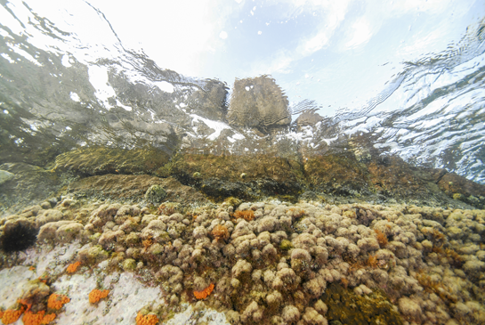 0m. Las lapas Patella ferruginea y Cymbulia nigra son los animales más abundantes, a simple vista, en el piso mediolitoral superior de este transecto.