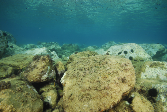 -1m. El ramoneo de los erizos,  principalmente el erizo negro (Arbacia lixula) y el erizo común (Paracentrotus lividus), limita el crecimiento de las algas al de especies coralinas incrustantes, dando lugar a la denominada Comunidad de Algas Calcáreas y Erizos. 