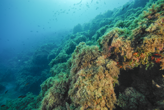 -7m. Un grupo de castañuelas, Chromis chromis, sobrevuela el “bosque” de algas. Este abundante pez, al llegar la noche, busca refugio entre las grietas del fondo y adoptan una coloración más mimética a base de bandas verticales claras y oscuras.