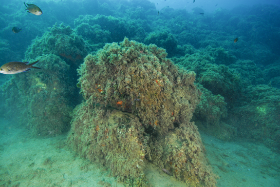 -9m. En las cuevas que forman los bloques de piedra, es posible ver, todavía, algunos meros, aunque muy asustadizos por la presión que la caza submarina ejerce sobre ellos.