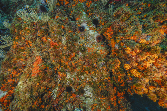 -8 m. Los organismos del precoralígeno se caracterizan por presentar colores llamativos.