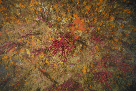 -18m.  En la parte izquierda de la imagen una gorgonia blanca, de la especie Eunicella verrucosa, crece en la base de una Paramuricea clavata. En la parte derecha, de color morado, la esponja Dysidea avara.