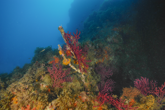 -20m. La competencia por el sustrato es muy grande también en el piso circalitoral y nada se desperdicia. En la imagen una gorgonia Paramuricea clavata y varias colonias de coral naranja utilizan los retos de una gorgonia gigante Ellisella paraplexauroides.