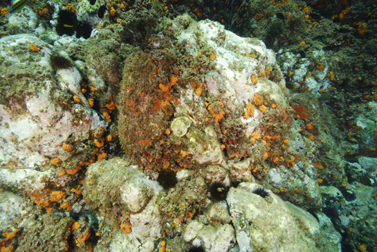 -4m. Los erizos, principalmente, el erizo negro (Arbacia lixula) y el erizo común (Paracentrotus lividus), han dejado grandes zonas de color blanquecino-rosado, en donde sólo se desarrollan algas coralinas incrustantes. En las superficies verticales se observan manchas naranjas, que corresponden a colonias de coral naranja Astroides calycularis, y esponjas rojas (posiblemente Cambre cambre, Hymeniacidon perlevis, etc.).   