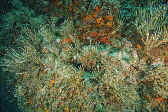 -10m. El color pardo-verdoso de los pólipos de la gorgonia blanca Eunicella singularis es debido a la simbiosis con zooxantelas.