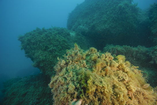 -12m. Prácticamente todo el transecto se desarrolla en el piso infralitoral, por lo que la comunidad más abundante es la de Algas Fotófilas de Modo Calmo, con una gran presencia del alga Halopteris scoparia. 