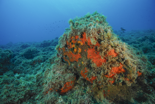 -14m. La competencia por el sustrato entre algas e invertebrados es altísima en el piso infralitoral, ningún hueco se desaprovecha y cada especie busca las zonas más favorables para asentarse. En la pared vertical menos iluminada vemos como las esponja rojas (posiblemente Cambre cambre o Hymeniacidon perlevis) y varias colonias del coral naranja Astroides calycularis han desplazado a las algas.