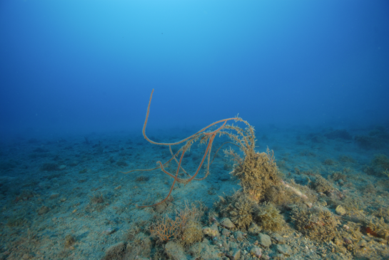 -24m. Algunas Ellisella paraplexauroides crecen muy dispersas en esta llanura pedregosa. A la izquierda un ejemplar de gorgonia Leptogorgia sarmentosa.