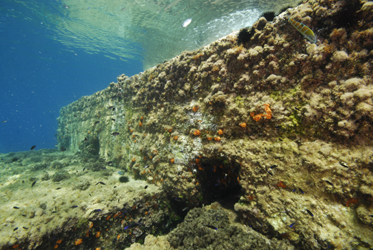 -2m. La disminución de la luz, que se produce en las paredes verticales y en las uniones entre bloques, permite el asentamiento de varias colonias del coral naranja Astroides calycularis. Los peces negros de la izquierda son castañuelas Chromis chromis, en la parte superior, de color plateado, una oblada Oblada melanura y a la derecha un fredi o pez verde Thalassoma pavo.