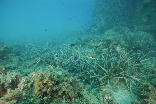 -9m. En la base del muelle podemos encontrar algunas matas de Posidonia oceanica