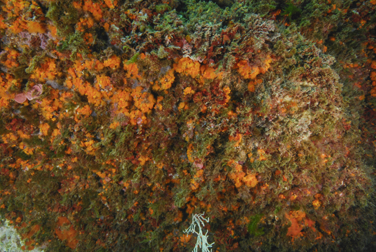 -6m. Los pequeños extraplomos favorecen el asentamiento de las colonias del coral naranja Astroides calycularis.