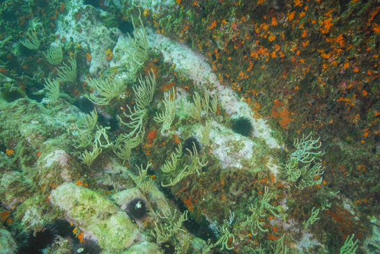 -7m. El aumento de la luminosidad, debido la presencia de este escalón a -7 m. de profundidad,  permite el asentamiento de la gorgonia Eunicella singularis. El ramoneo de los erizos, como Paracentrotus lividus, limita el crecimiento algal casi exclusivamente al de especies coralinas incrustantes, que dan el color blanquecino-rosáceo al fondo rocoso.