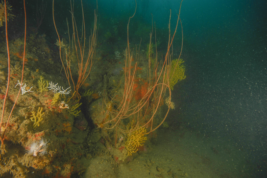 -30m. En esta imagen podemos apreciar la espectacularidad de los fondos de Chafarinas. El número de colonias de Ellisella praplexauroides aumenta con la profundidad. En su base crecen esponjas rojas o del género Axinella; las gorgonias Paramuricea clavata, Eunicella verrucosa y Leptogorgia sarmentosa; pequeñas colonias de coral amarillo Dendrophyllia ramea o los briozoos Pentapora fascialis y Sertella septentrionalis.