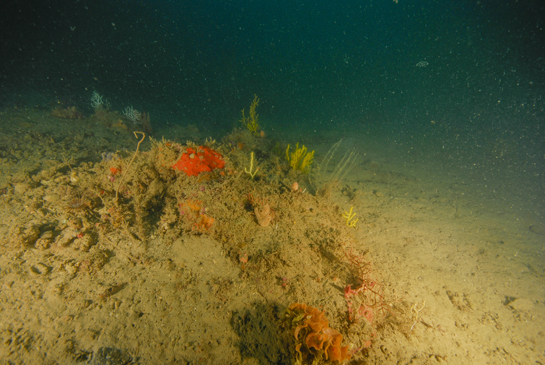 -31m. Un afloramiento rocoso permite el asentamiento de diversos invertebrados: las esponjas Axinella damicornis, Hemymicale columella y varias esponjas rojas; los cnidarios Cerianthus membranaceus,  Elisella praplexauroides, Leptogorgia sarmentosa, Eunicella gazella y Paramuricea clavata; el briozoo Sertella septentrionalis, etc